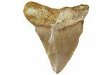 Serrated, Fossil Megalodon Tooth From Morocco - Rare Location #312836-1